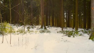 Bir güneşli kış gününde Kirchschlag bei Linz yakınındaki güzel Avusturyalı orman