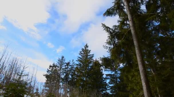 Красивый австрийский лес возле Кирхшлага-бай-Линц в солнечный поздний зимний день — стоковое видео