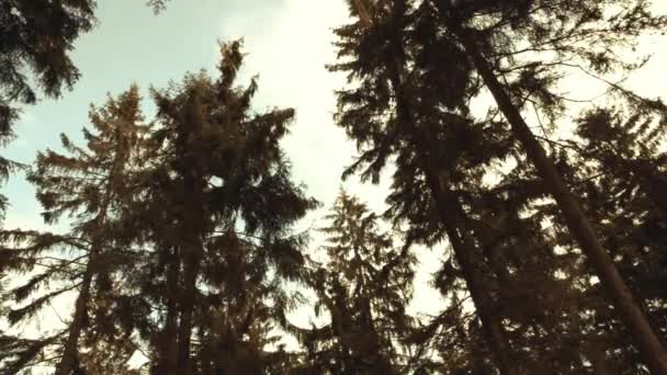 Vackra österrikiska skog nära Kirchschlag bei Linz en soliga vårvintern dag Royaltyfri Stockvideo