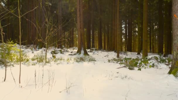 Vackra österrikiska skog nära Kirchschlag bei Linz en soliga vårvintern dag Stockfilm