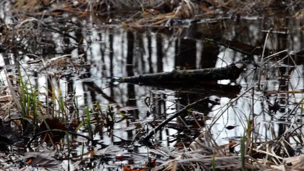 Réserve naturelle zone humide au lac Traunsee à Gmunden Haute-Autriche — Video