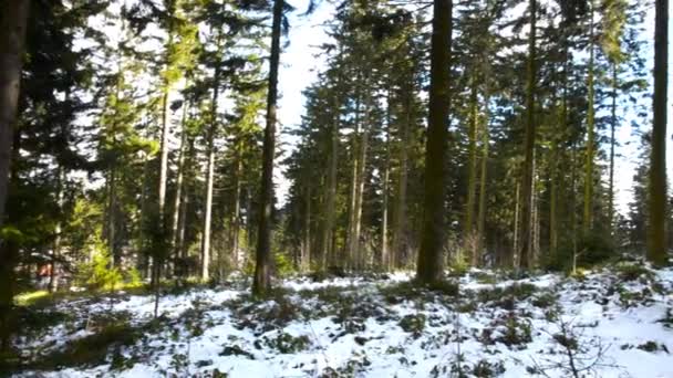 Hermoso bosque austriaco cerca de Kirchschlag bei Linz en un soleado día de invierno — Vídeos de Stock