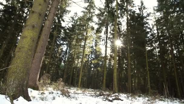 Vackra österrikiska skog nära Kirchschlag bei Linz en soliga vårvintern dag Videoklipp