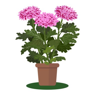 Vector illustration plant in pot.  clipart