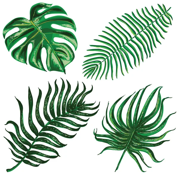 Illustrations of green leaves of palm three and exotic plants — Stock Vector