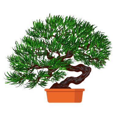 Bonsai ağacı cüce.