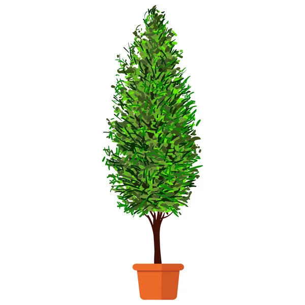 Thuja plant in pot — Stock Vector