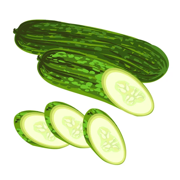 Vector colorido ilustración de pepino fresco — Vector de stock