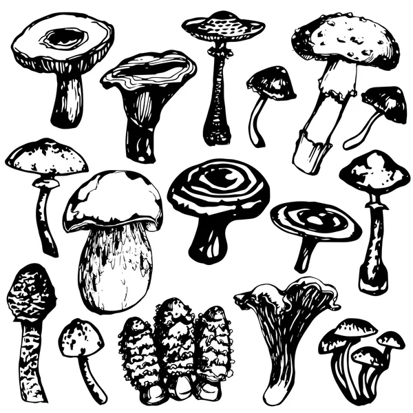 Coleção ilustrações de cogumelos — Vetor de Stock