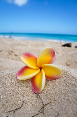 Sarı plumeria çiçek bir tropikal plaj