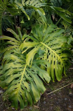 Tropikal monstera bitki
