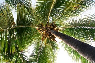 Hindistan cevizli palmiye ağacı