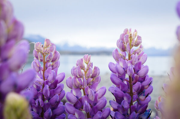 Фиолетовые цветы люпина у озера
