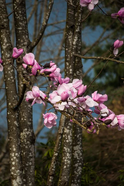 Magnolia kwiatów w burzliwy niebo ciemne tło — Zdjęcie stockowe