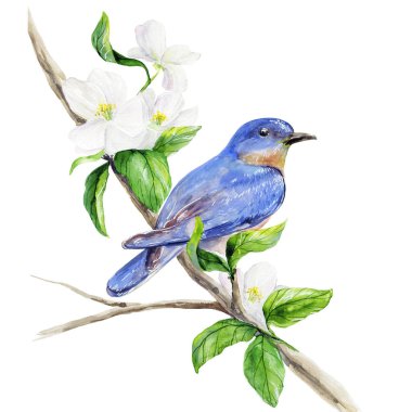 Mavi bir kuş bir elma ağacının çiçek açan dalında oturur. Suluboya çizimi. İzole edilmiş resim.