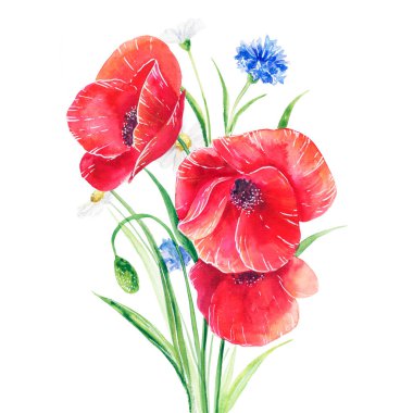 Bir buket yabani çiçek: gelincikler, çiçek, papatyalar. Suluboya çizimi. İzole edilmiş resim.