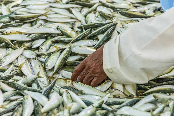 Mellanöstern Arabiska Halvön Oman Muscat Muttrah Oktober 2019 Fisk Till — Stockfoto