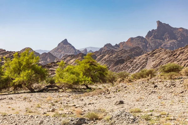 Ближний Восток Аравийский Полуостров Оман Аль Батина Рустак Зеленые Деревья — стоковое фото