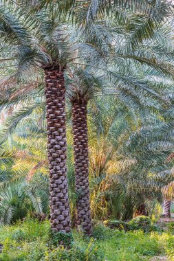 Orta Doğu, Arap Yarımadası, Umman, Ad Dakhiliyah, Nizwa. Nizwa 'da palmiye ağaçları, Umman..