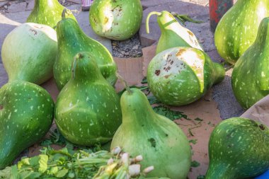 Orta Doğu, Arap Yarımadası, Umman, Ad Dakhiliyah, Nizwa. Nizwa çarşısında satılık yeşil kabaklar..