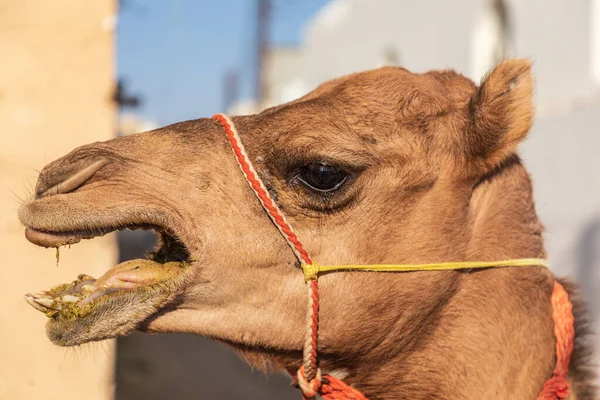 Middle East Arabian Peninsula Oman Batinah South Sinaw Camel Sale — Stock Photo, Image