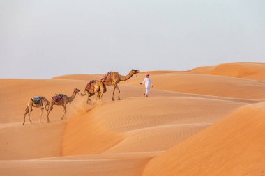 Orta Doğu, Arap Yarımadası, Umman, Ash Sharqiyah North, Bidiya. 25 Ekim 2019. Çocuk Umman 'daki kum tepelerinde bir dizi deve gezdiriyor..