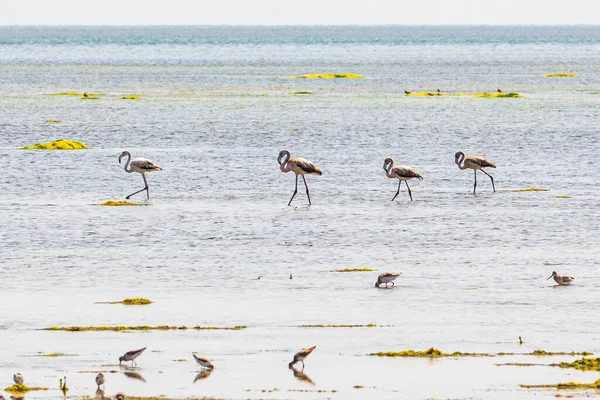 Middle East, Arabian Peninsula, Oman, Al Batinah South, Mahout. Flamingos and sea birds in a coastal marsh in Oman.