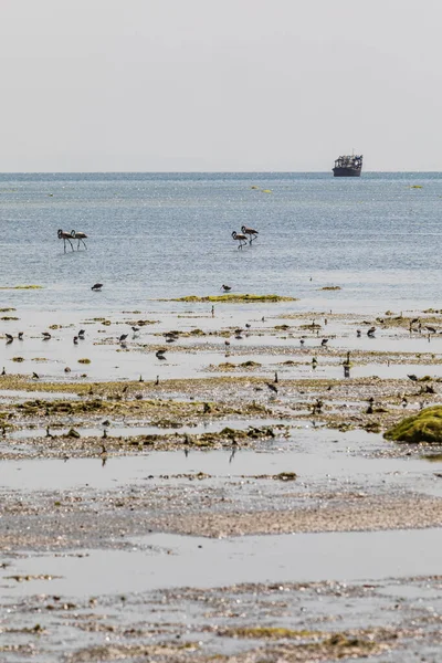 Middle East, Arabian Peninsula, Oman, Al Batinah South, Mahout. Flamingos and sea birds in a coastal marsh in Oman.