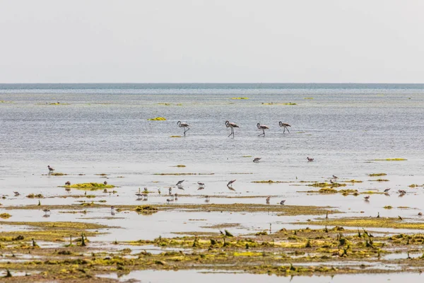 Middle East, Arabian Peninsula, Oman, Al Batinah South, Mahout. Flamingos and sea birds in a coastal marsh in Oman.