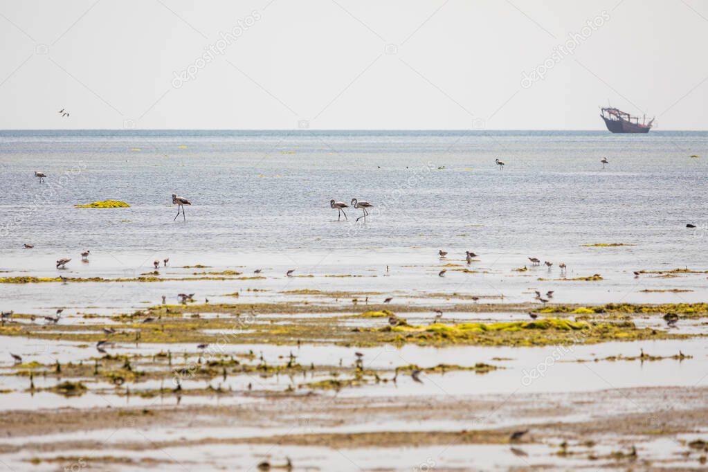 Middle East, Arabian Peninsula, Oman, Al Batinah South, Mahout. Flamingos and sea birds in a coastal marsh in Oman.