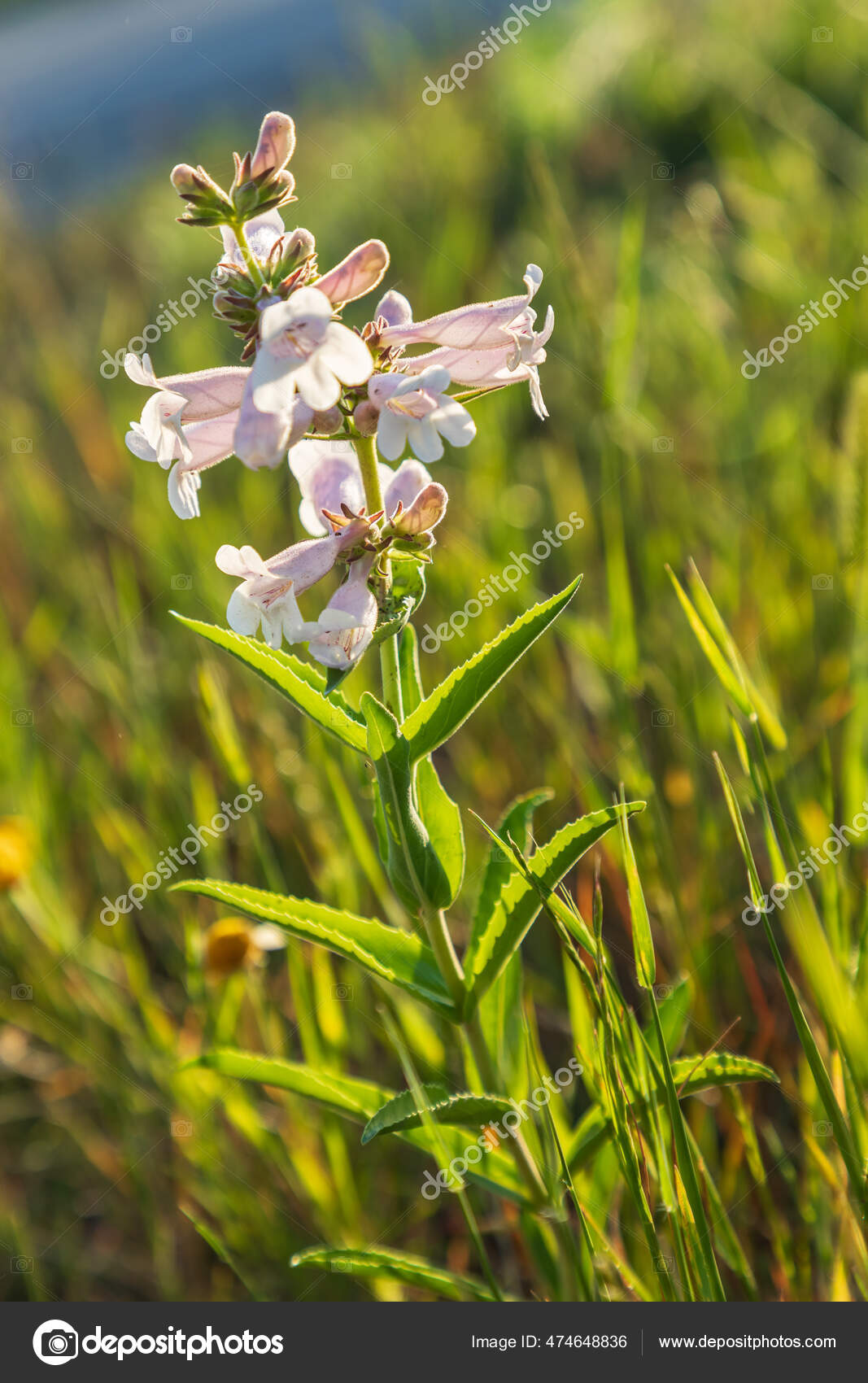 Stockfotos Foxglove Penstemon Bilder Stockfotografie Foxglove Penstemon Lizenzfreie Fotos Depositphotos
