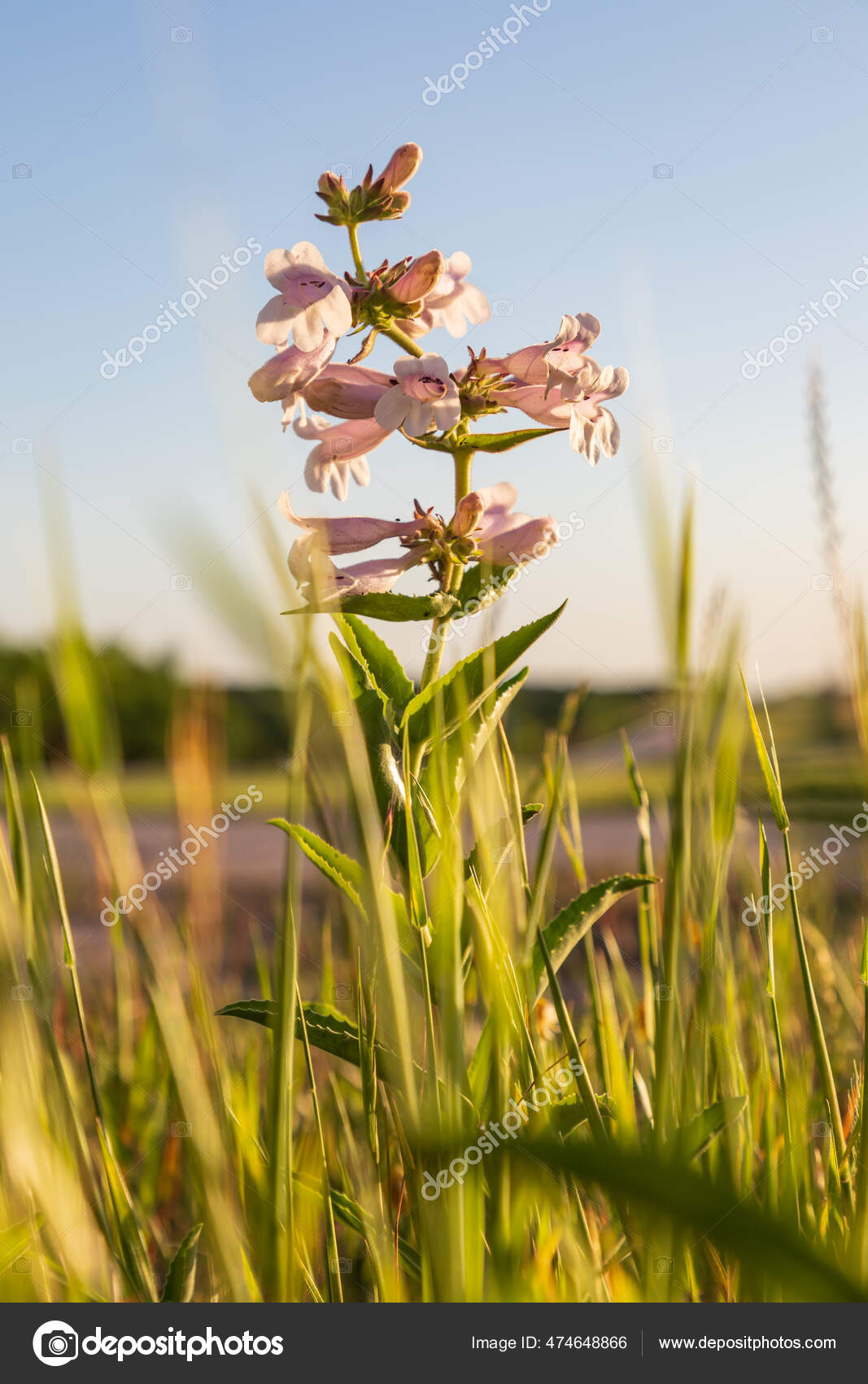 Stockfotos Foxglove Penstemon Bilder Stockfotografie Foxglove Penstemon Lizenzfreie Fotos Depositphotos