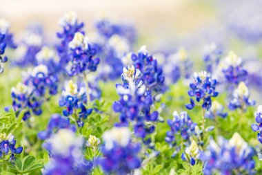 Johnson City, Texas, USA. Bluebonnet wildflowers in the Texas hill country. clipart