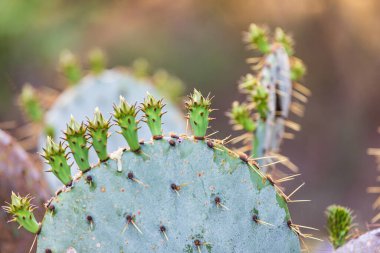 Llano, Teksas, ABD. Teksas tepesindeki dikenli armut kaktüsü..