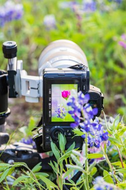 Llano, Teksas, ABD. Texas Hill kırsalındaki kır çiçeklerinde kamera var..
