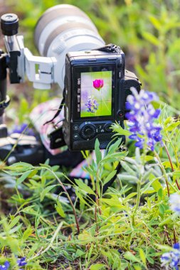 Llano, Teksas, ABD. Texas Hill kırsalındaki kır çiçeklerinde kamera var..