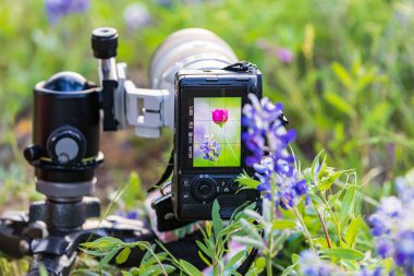 Llano, Teksas, ABD. Texas Hill kırsalındaki kır çiçeklerinde kamera var..
