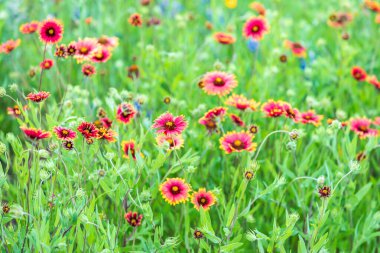 Llano, Teksas, ABD. Texas Hill kırsalında kızılderili kır çiçekleri.