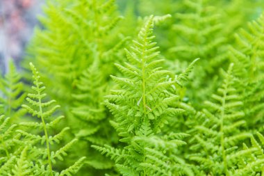 Castroville, Teksas, ABD. Teksas tepelerinde eğrelti otları.