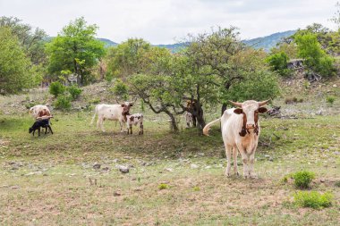 Tarpley, Teksas, ABD. Teksas tepelerinde sığırlar.