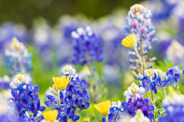 Johnson City, Texas, USA. Bluebonnet wildflowers in the Texas hill country.