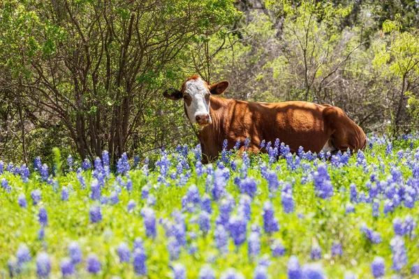 Johnson City Teksas Usa Krowa Błękitnopłetwych Dzikich Kwiatach Wzgórzu Texas — Zdjęcie stockowe