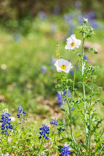 Johnson City, Texas, USA. White Prickly Poppy and Blue Bonnets in the Texas hill country.