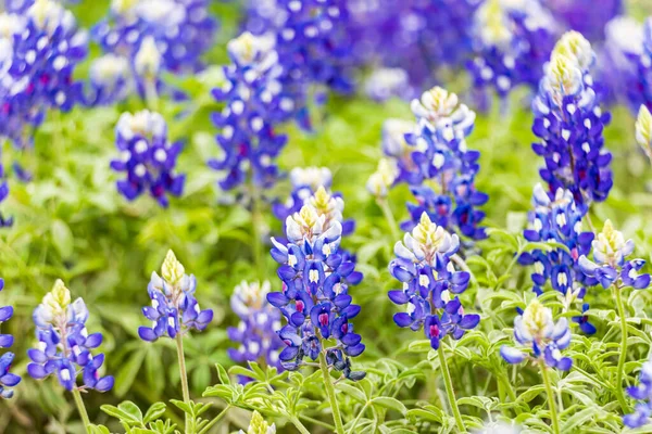 Spicewood, Texas, USA. Bluebonnet wildflowers in the Texas hill country.