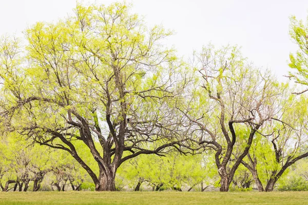 Spicewood Texas Crecimiento Primavera Árboles Región Montañosa Texas — Foto de Stock