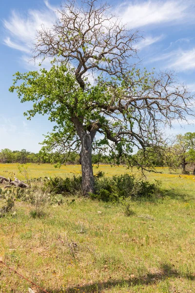 Marble Falls Texas Usa Baum Auf Einer Weide Hügelland Von — Stockfoto