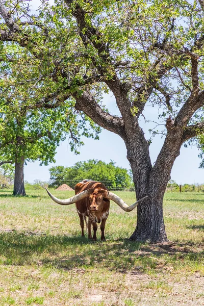 Marble Falls Texas Eua Longhorn Gado Texas Colina País — Fotografia de Stock