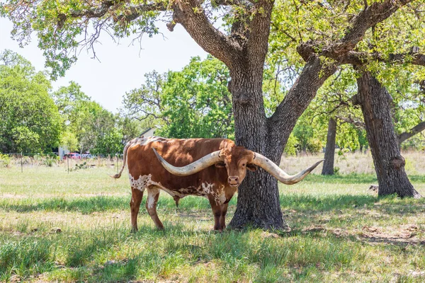 Marble Falls Texas Eua Longhorn Gado Texas Colina País — Fotografia de Stock