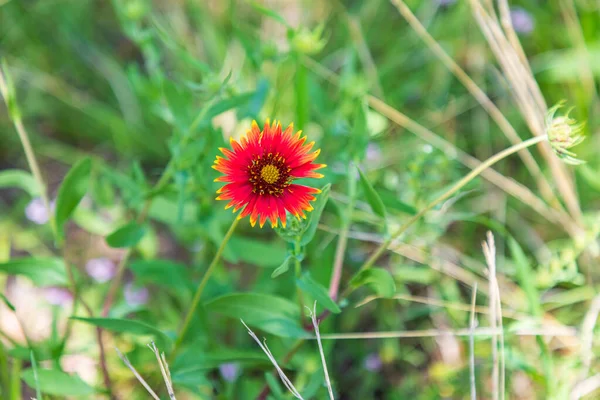 Marble Falls, Texas, USA. Indian Blanket wildflower in the Texas hill country.