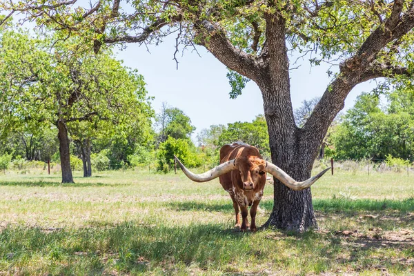 Marmorfall Texas Usa Longhorn Boskap Texas Hill Country — Stockfoto